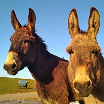 Apach'ânes - LES FOURGS